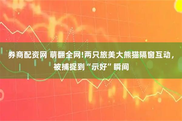 券商配资网 萌翻全网!两只旅美大熊猫隔窗互动，被捕捉到“示好”瞬间